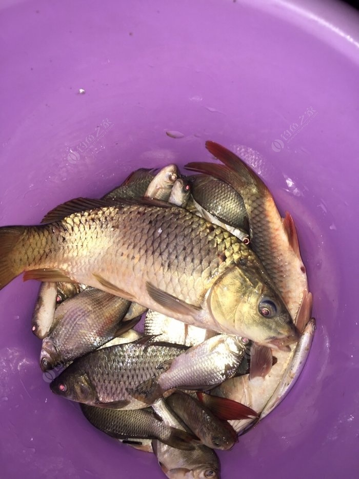 釣魚冬季用什么小藥最好_冬季釣魚_釣魚冬季是碎米好還是大米好