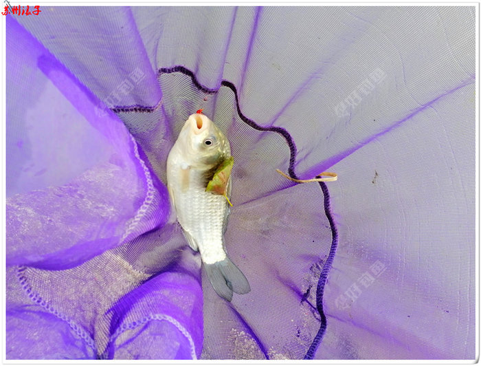 釣魚冬季是碎米好還是大米好_冬季釣魚_釣魚冬季用什么小藥最好