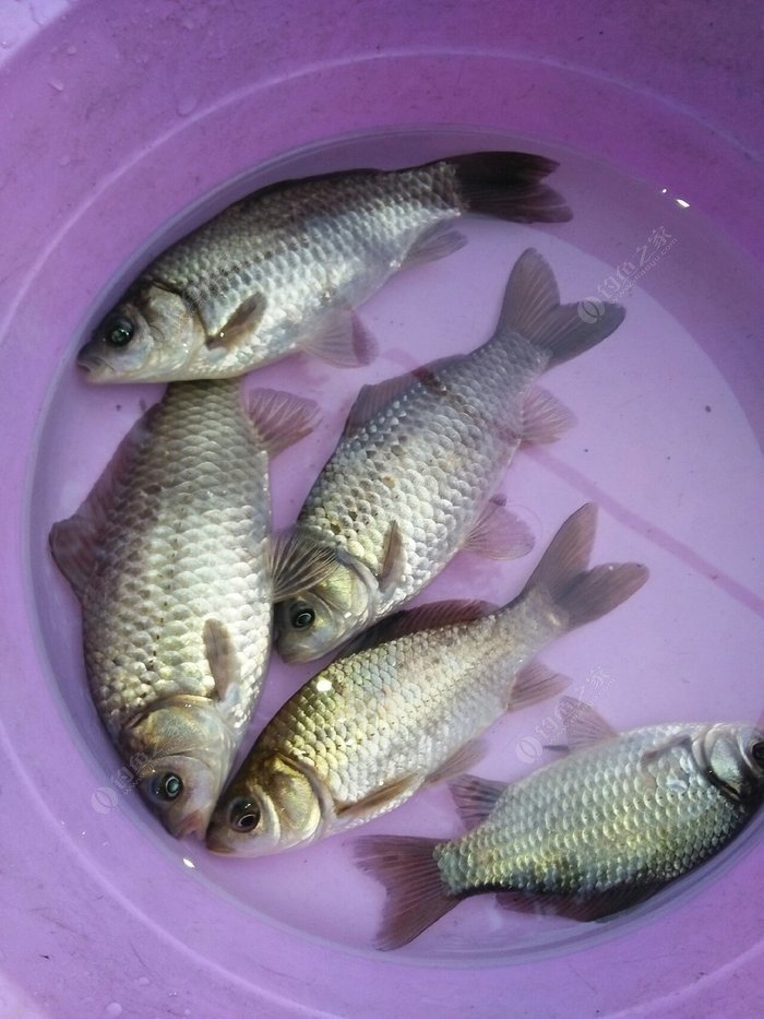 冬季釣魚_釣魚冬季用什么小藥最好_釣魚冬季一般下午幾點好釣