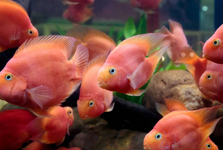魚兒游過來游戲_魚兒為什么會游_魚兒游水
