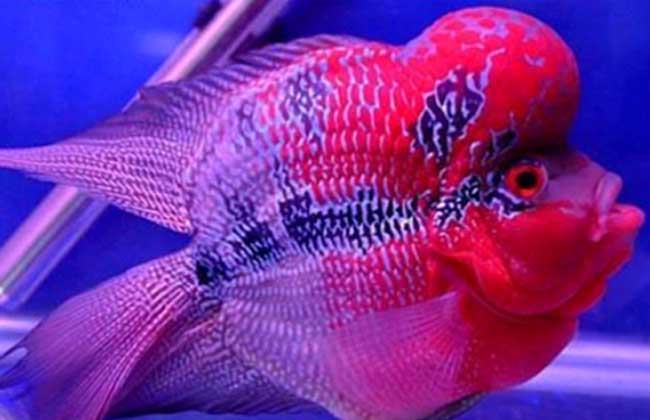 羅漢魚怎么養_養羅漢魚的養水方法_養羅漢的魚缸