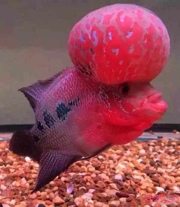 羅漢魚怎么養_養羅漢的魚缸_養羅漢魚的養水方法