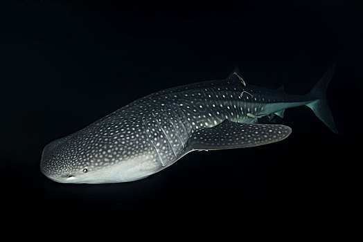 食大量浮游生物和小型魚類有何不同？
