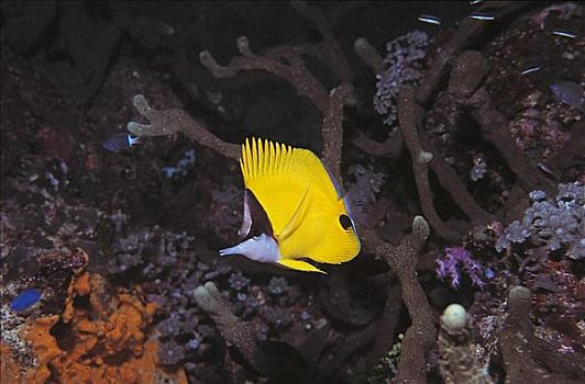 海里魚有什么_海里魚有幾種_海里有什么魚