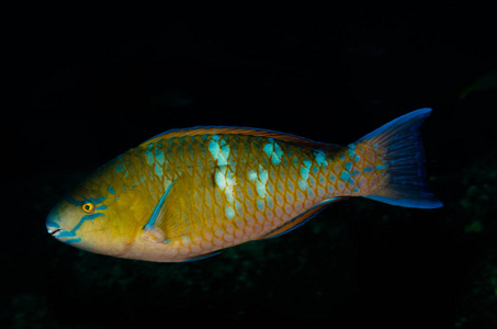 海里有什么魚_海里魚有幾種_海里魚有什么