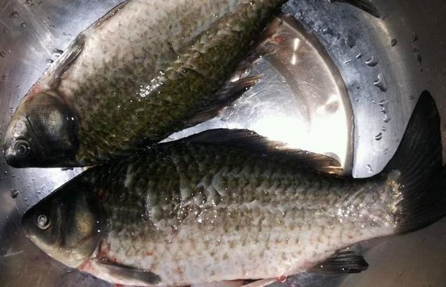 鯽魚湯的營養價值及功效_鯽魚湯的做法_鯽魚湯