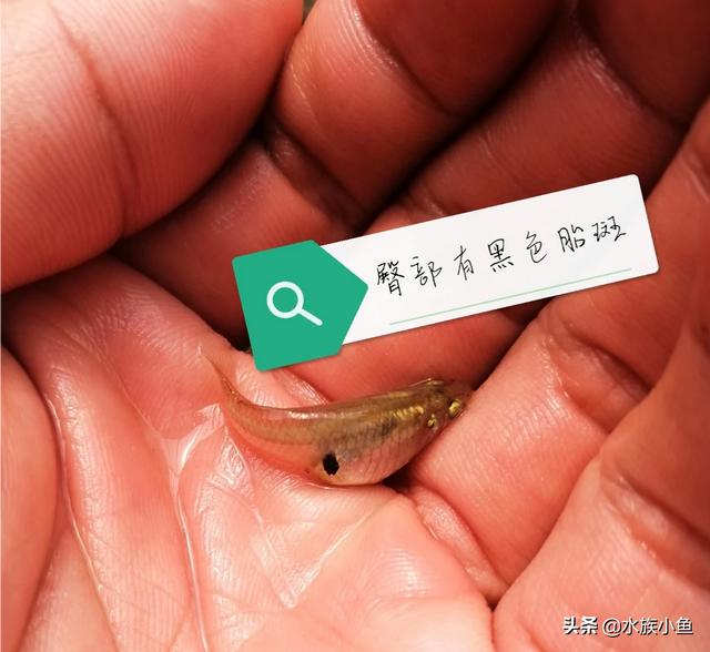魚類怎樣繁殖下一代魚類？魚類繁殖方式有哪些