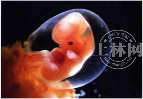 繁殖方式和生殖方式有區別嗎_動物繁殖方式_繁殖方式