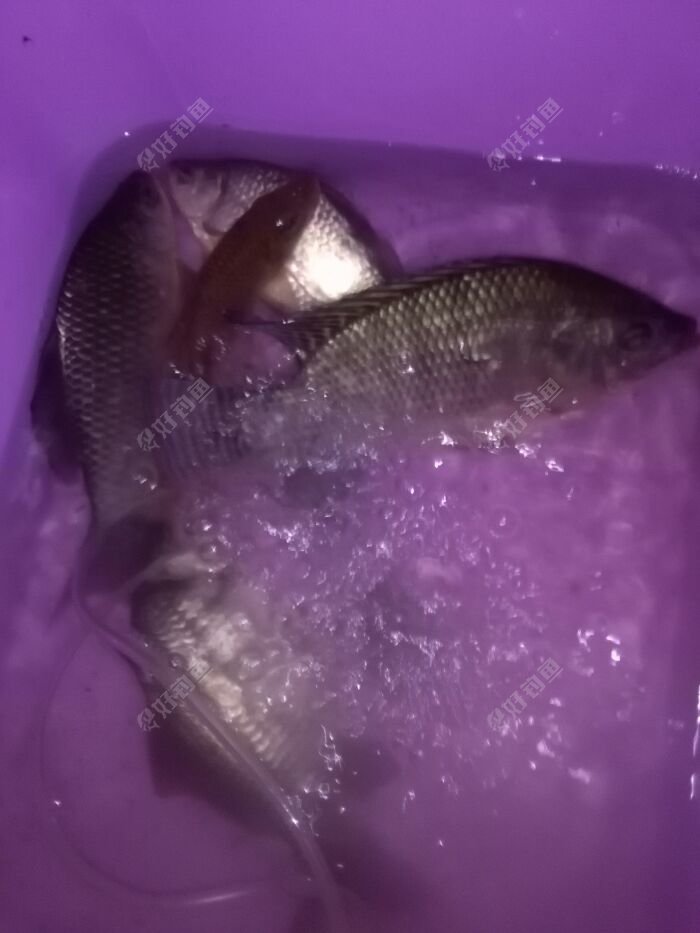 鯽魚湯的做法大全，太實用了，趕緊收藏！