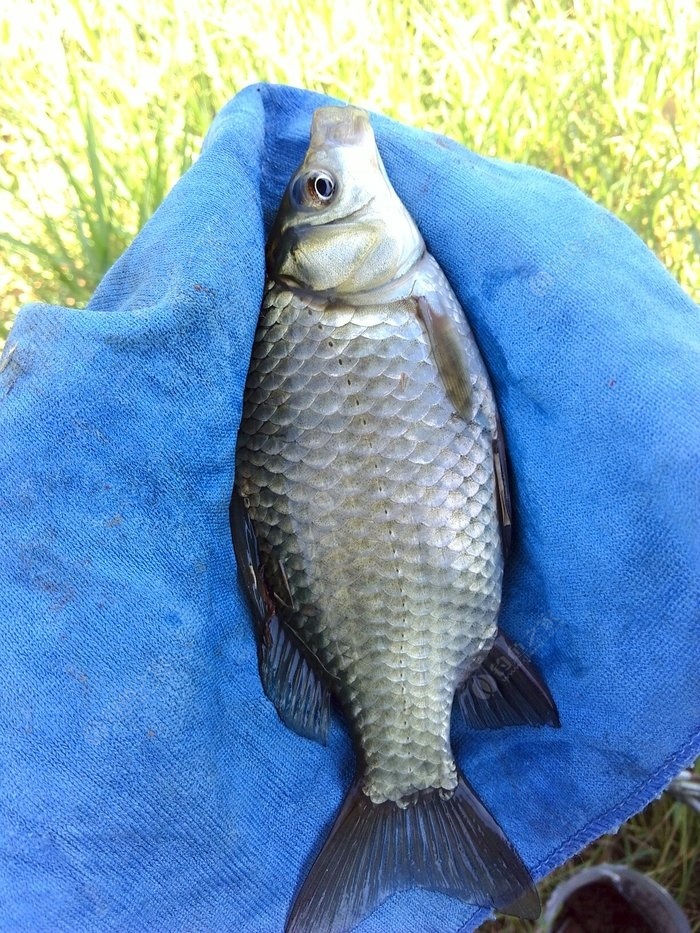 釣魚深海電動BJ5000_釣魚深海裝備BJ5000_深海釣魚