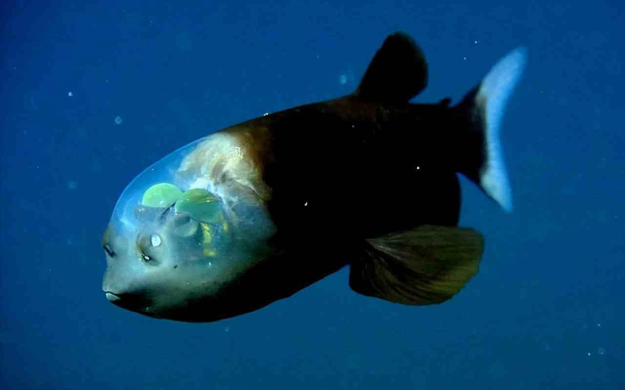 章魚有幾只腳_章魚腳里的小黃點是什么_章魚的腳印