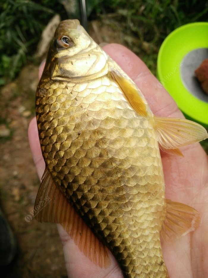 鯽魚打窩用什么餌料最好_用什么打窩大鯽魚最多_鯽魚打窩用碎米還是大米
