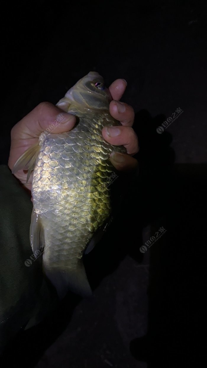 用什么打窩大鯽魚最多_鯽魚打窩用什么餌料最好_鯽魚打窩用什么味的酒米