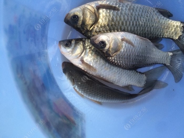 野外釣鯽魚用什么餌料比較好_野外垂釣鯽魚視頻大全_野外垂釣鯽魚
