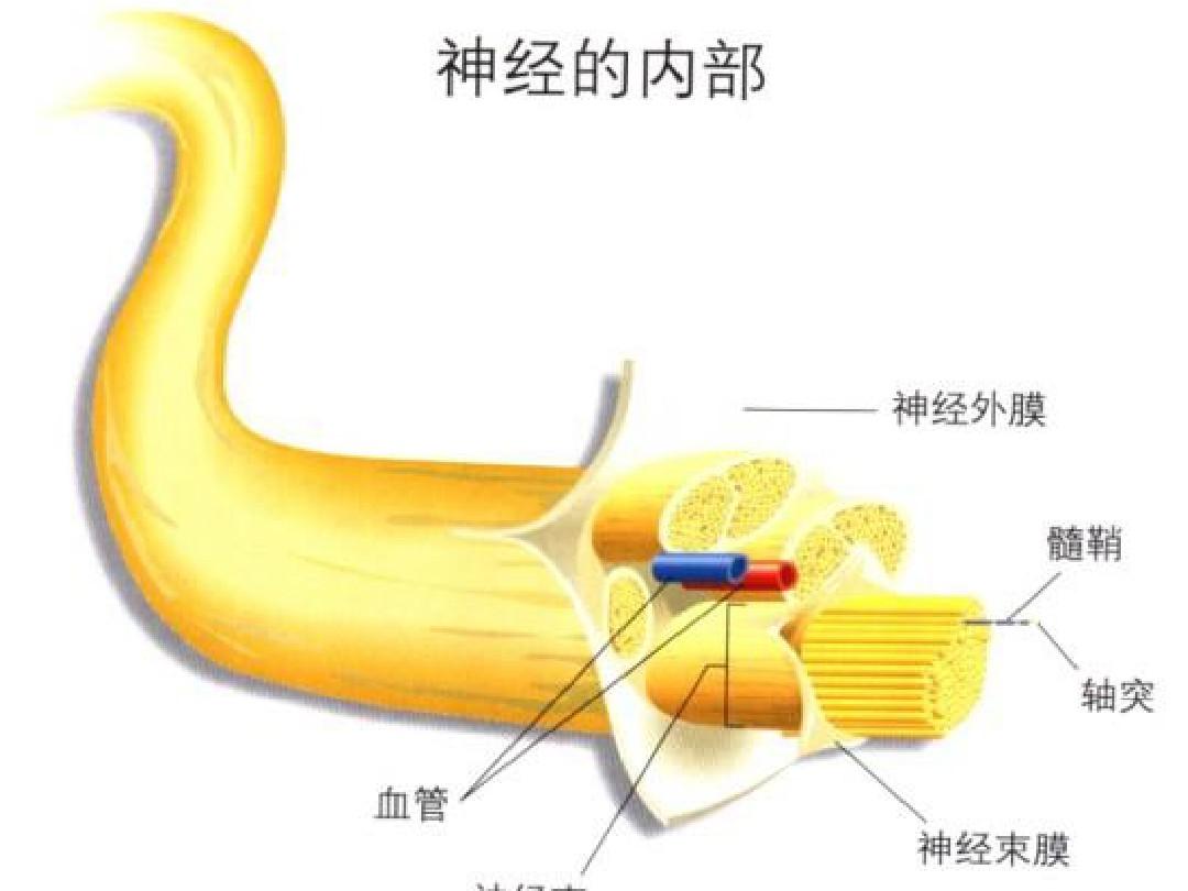 脊椎動物_脊椎動物和無脊椎動物_脊椎動物進化歷程