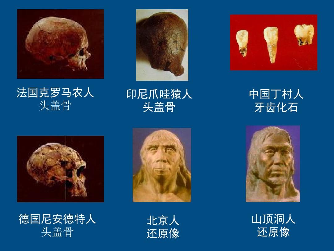 脊椎動物包括哪五類_脊椎動物進化歷程_脊椎動物