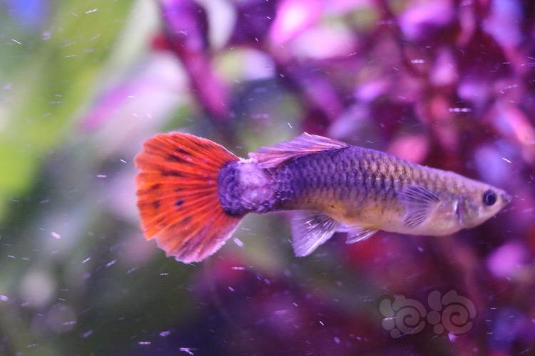 卵胎生魚繁殖的注意事項有哪些？怎么做？