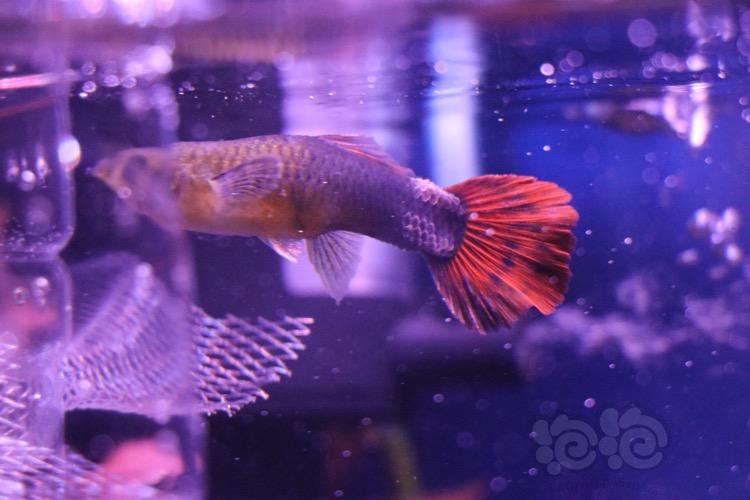 卵胎生魚什么時候生寶寶_卵胎生魚_卵胎生魚是怎樣繁殖的