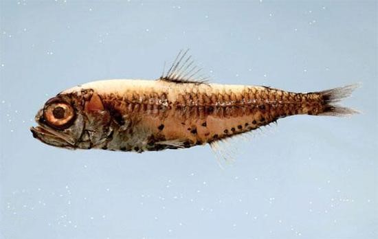 寶蓮燈魚_燈魚寶蓮燈多少錢一條_寶蓮燈魚視頻欣賞