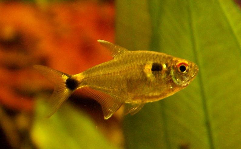 燈魚寶蓮燈多少錢一條_寶蓮燈魚視頻欣賞_寶蓮燈魚