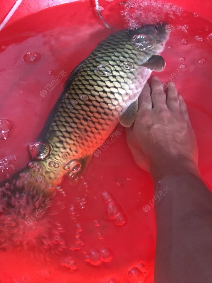 秋季水庫釣鯽魚_深秋水庫釣鯽魚技巧_深秋水庫釣鯽魚打窩