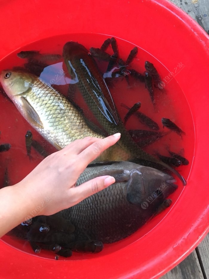 深秋水庫釣鯽魚打窩_秋季水庫釣鯽魚_深秋水庫釣鯽魚技巧