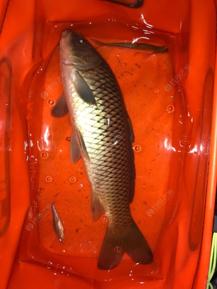 看漂釣魚_釣魚漂看不清楚怎么辦_釣魚漂看不見怎么辦