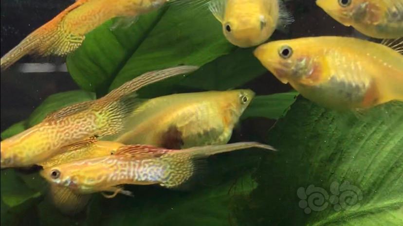 鳳尾魚繁殖注意事項_鳳尾魚繁殖_鳳尾魚繁殖