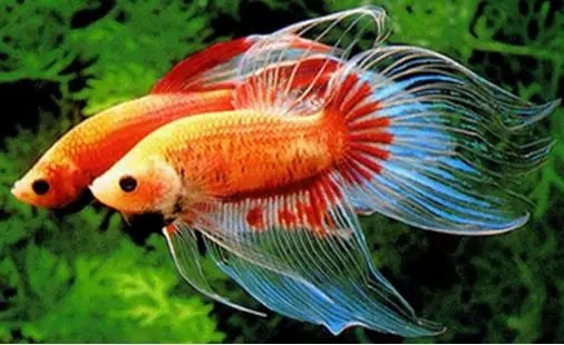 鳳尾魚繁殖_鳳尾魚繁殖_鳳尾魚繁殖注意事項
