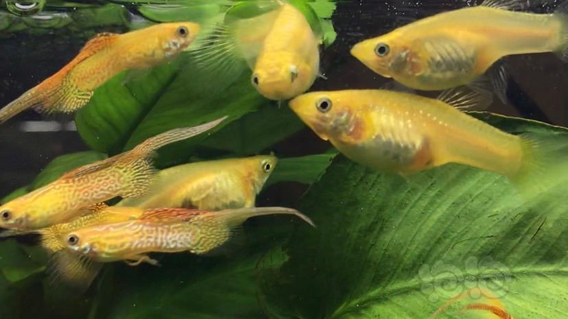 鳳尾魚繁殖_鳳尾魚繁殖_鳳尾魚繁殖注意事項