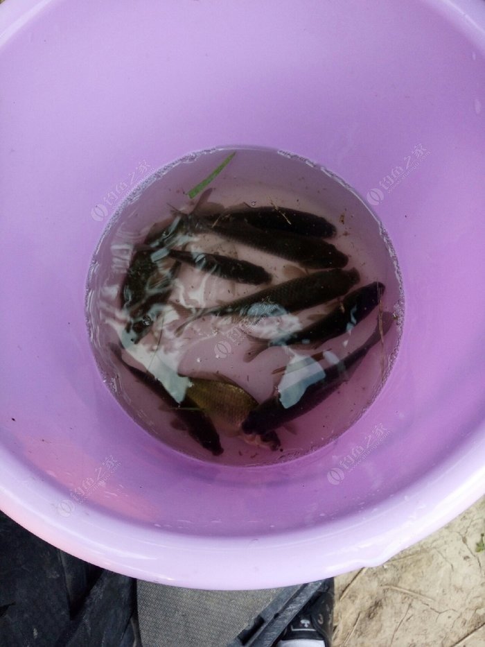 垂釣鯽魚_垂釣鯽魚的最佳溫度_垂釣鯽魚的技巧及做法