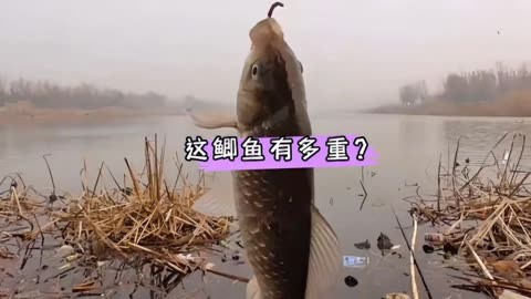 垂釣鯽魚的技巧及做法_垂釣鯽魚的最佳溫度_垂釣鯽魚