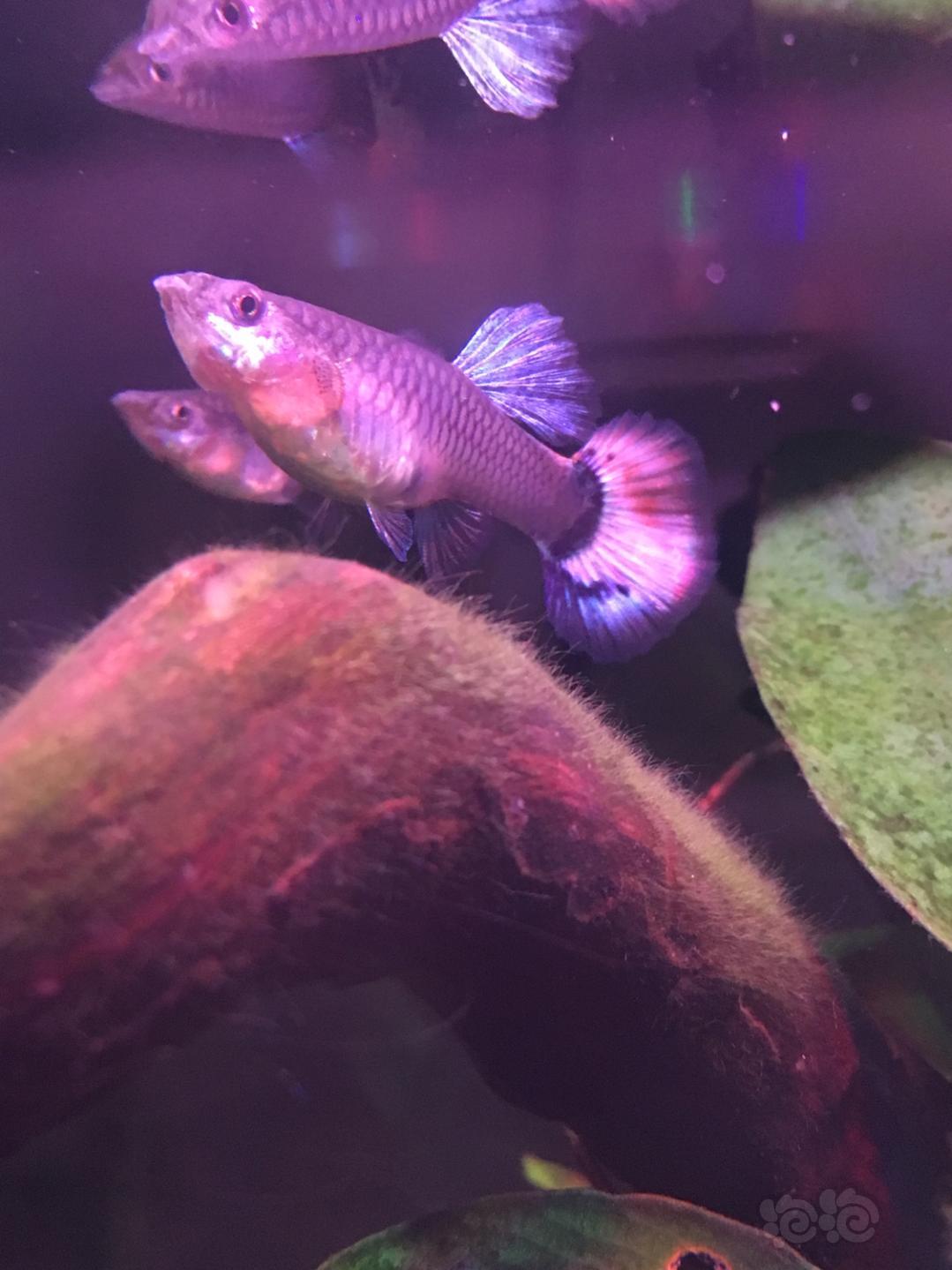 鳳尾魚如何繁殖后代_鳳尾魚繁殖前兆一小時_鳳尾魚繁殖