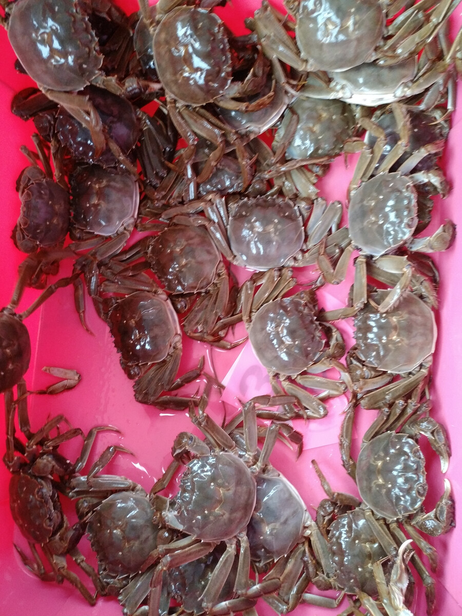 養殖大閘蟹用什么飼料_大閘蟹養殖_養殖大閘蟹喂什么