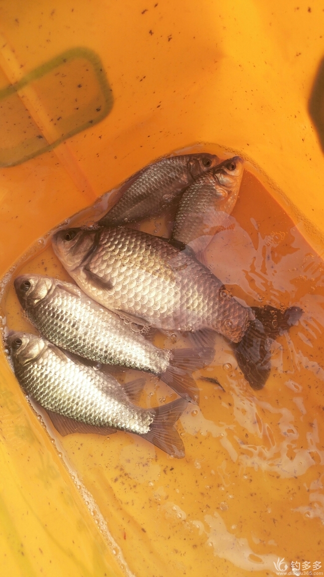 釣鴨嘴魚釣法_鴨嘴魚怎么釣_釣魚鴨嘴頭和羊角有什么區別呢