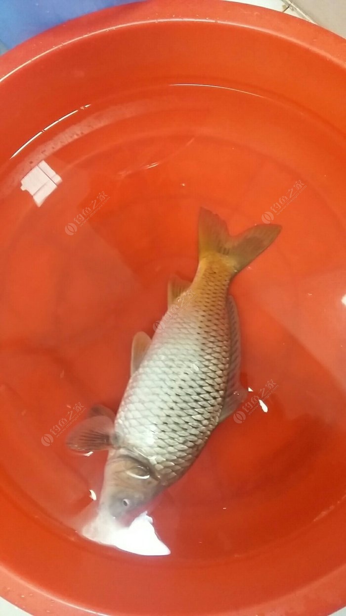 鴨嘴魚怎么釣_釣鴨嘴魚釣法_釣魚鴨嘴頭和羊角有什么區別呢