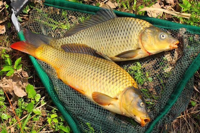 釣鴨嘴魚釣法_鴨嘴魚怎么釣_釣魚鴨嘴頭和羊角有什么區別呢