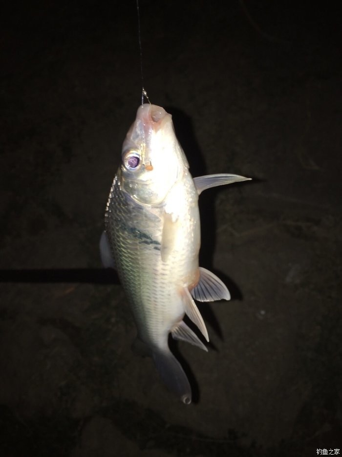 釣最佳黑魚時間表_釣黑魚最佳季節是什么時間_釣黑魚的最佳時間