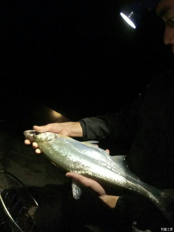 釣黑魚最佳季節是什么時間_釣黑魚的最佳時間_釣最佳黑魚時間表
