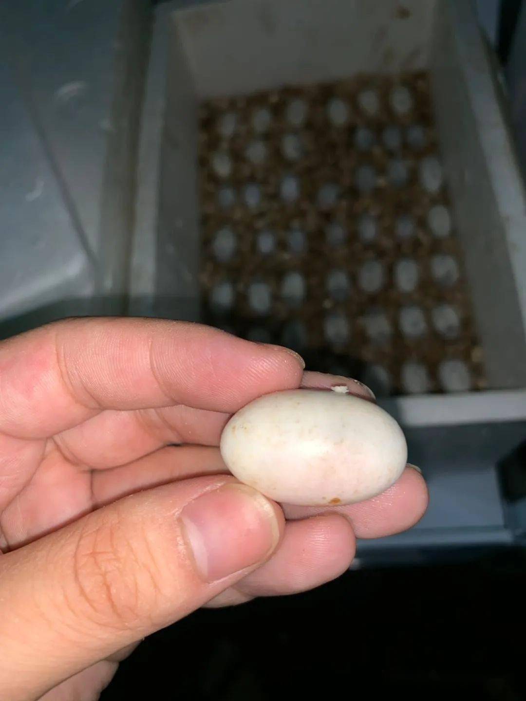 甲魚怎么繁殖一次幾個_甲魚繁殖技術_甲魚繁殖