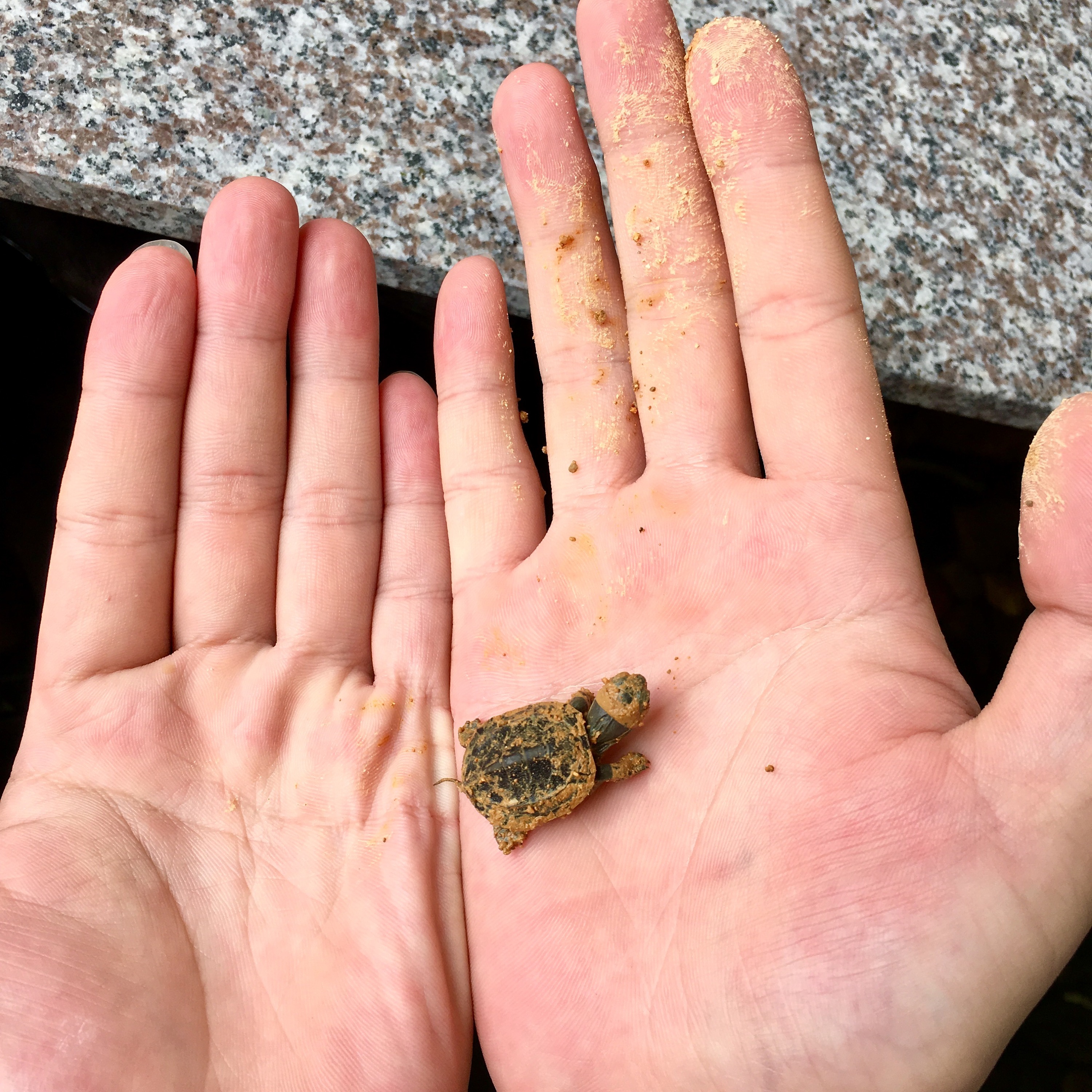 甲魚繁殖_甲魚怎么繁殖一次幾個_甲魚繁殖技術