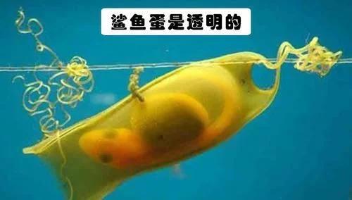 甲魚如何繁衍_甲魚繁殖_甲魚繁殖視頻教程