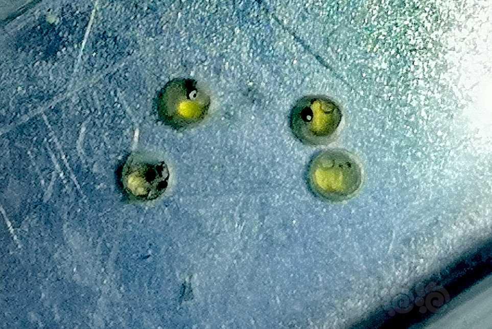 甲魚繁殖_甲魚如何繁衍_甲魚繁殖視頻教程