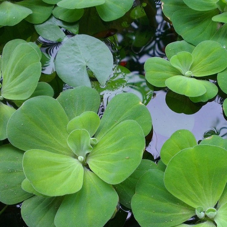 甲魚如何繁衍_甲魚如何繁衍后代_甲魚繁殖