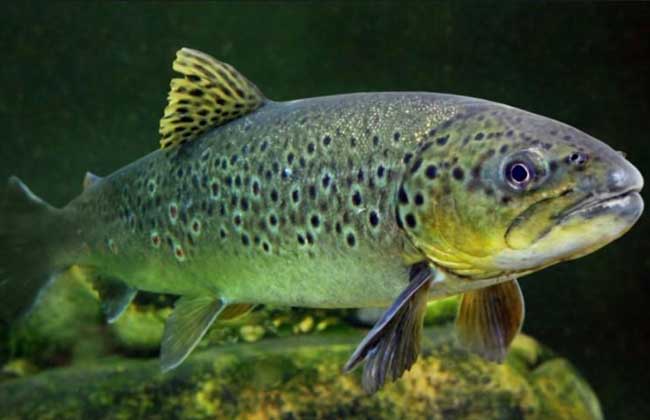三文魚錢一斤_三文魚多少錢一斤_三文魚的魚