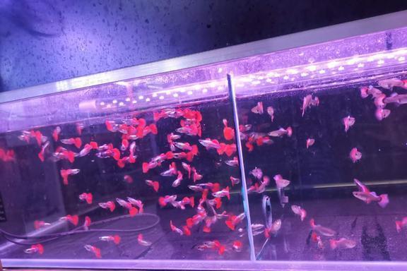 海王捕魚 非常火爆受歡迎的多人在線捕魚手機游戲火爆來襲