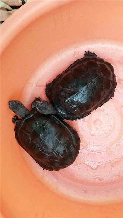 漢壽甲魚價格_甲魚價格行情_甲魚價格