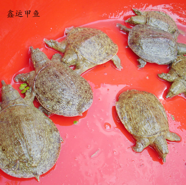 漢壽甲魚價格_甲魚價格_甲魚價格表2023年行情