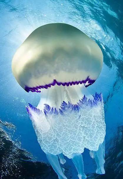 澳洲方水母_澳洲水母戴夫_澳洲水母毒性