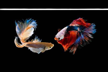 中國斗魚_斗魚中國象棋直播間_斗魚中國斗魚